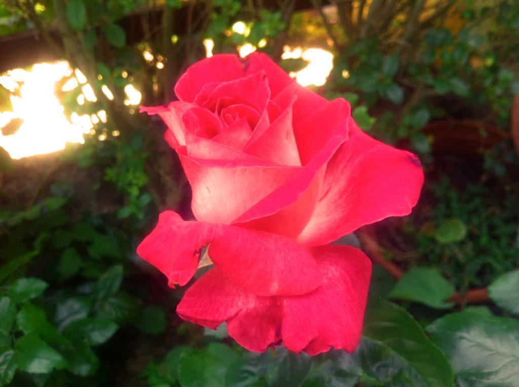 La Corte Delle Rose B&B Praia a Mare Zewnętrze zdjęcie
