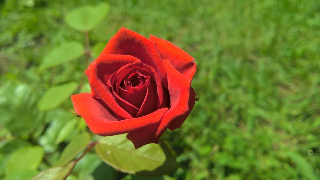 La Corte Delle Rose B&B Praia a Mare Zewnętrze zdjęcie
